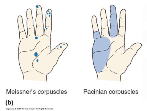 Reference: Bears et al., Neuroscience: exploring the brain, 4th edition, Figure 12.2 