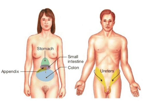 Reference: Silverthorn, Human Physiology, 5th edition, Chapter 10, Figure 10.11 