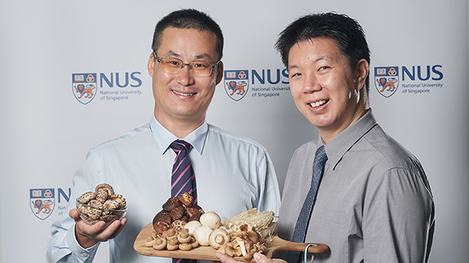 From left: Asst Prof Feng and Dr Cheah believe that eating a variety of mushrooms as part of a healthy lifestyle may significantly reduce the risk of cognitive decline 