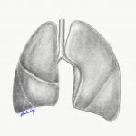 Lung-1825758-150x150