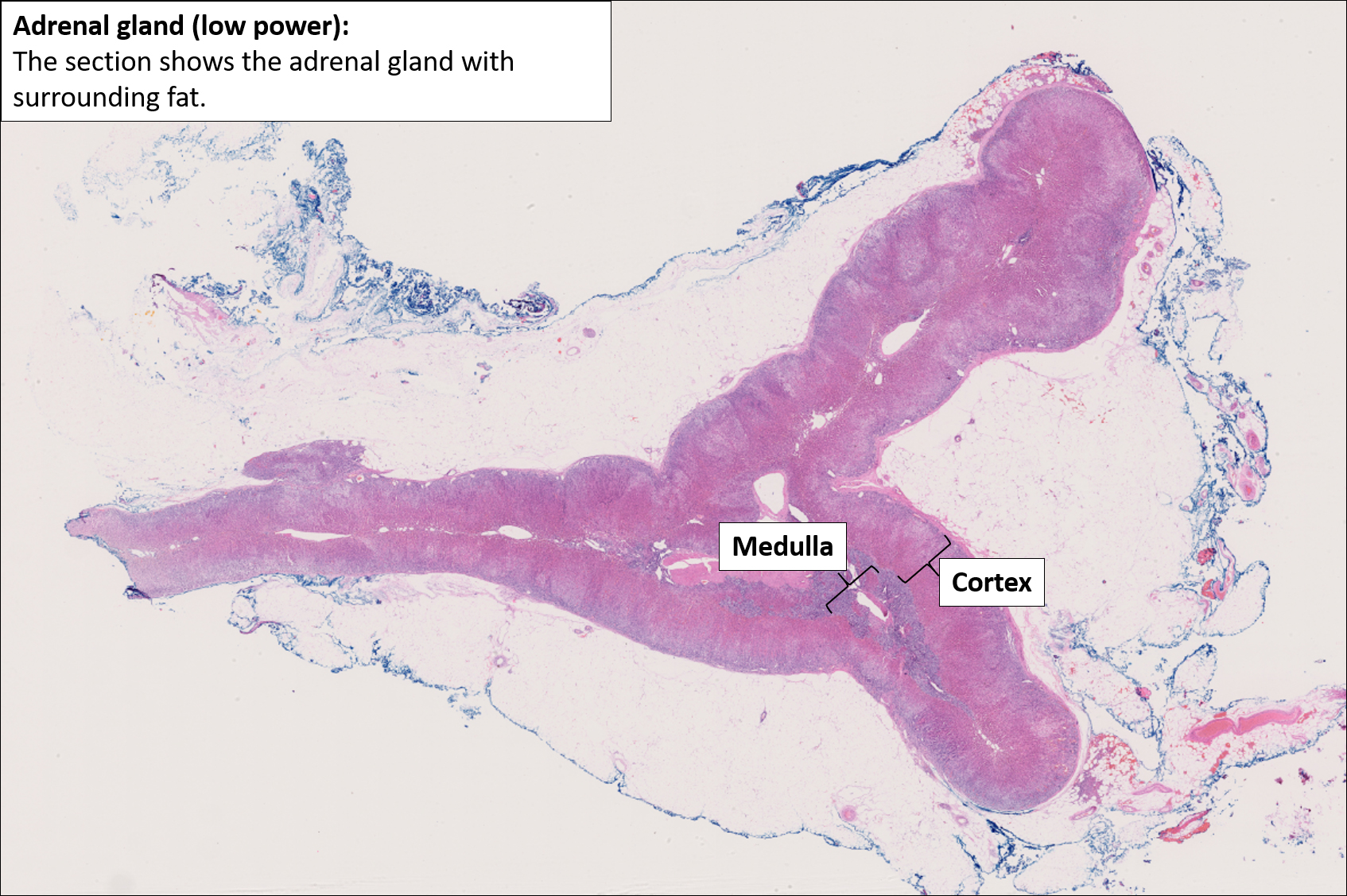 Adrenal Gland Layers Histology