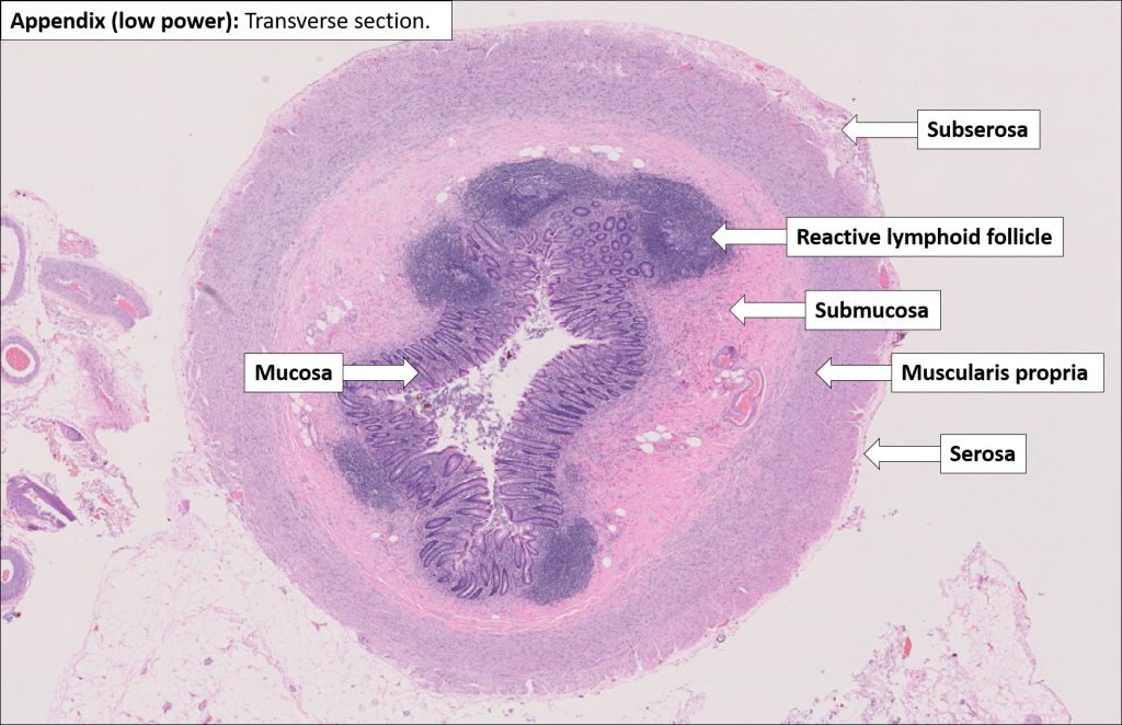 Appendix – Normal Histology – NUS Pathweb :: NUS Pathweb