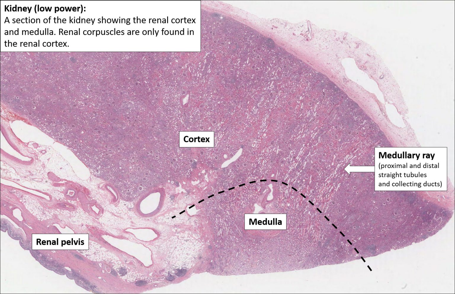 Labeled Kidney Histology Diagram