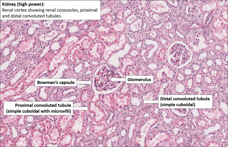 Kidney – Normal Histology – NUS Pathweb :: NUS Pathweb