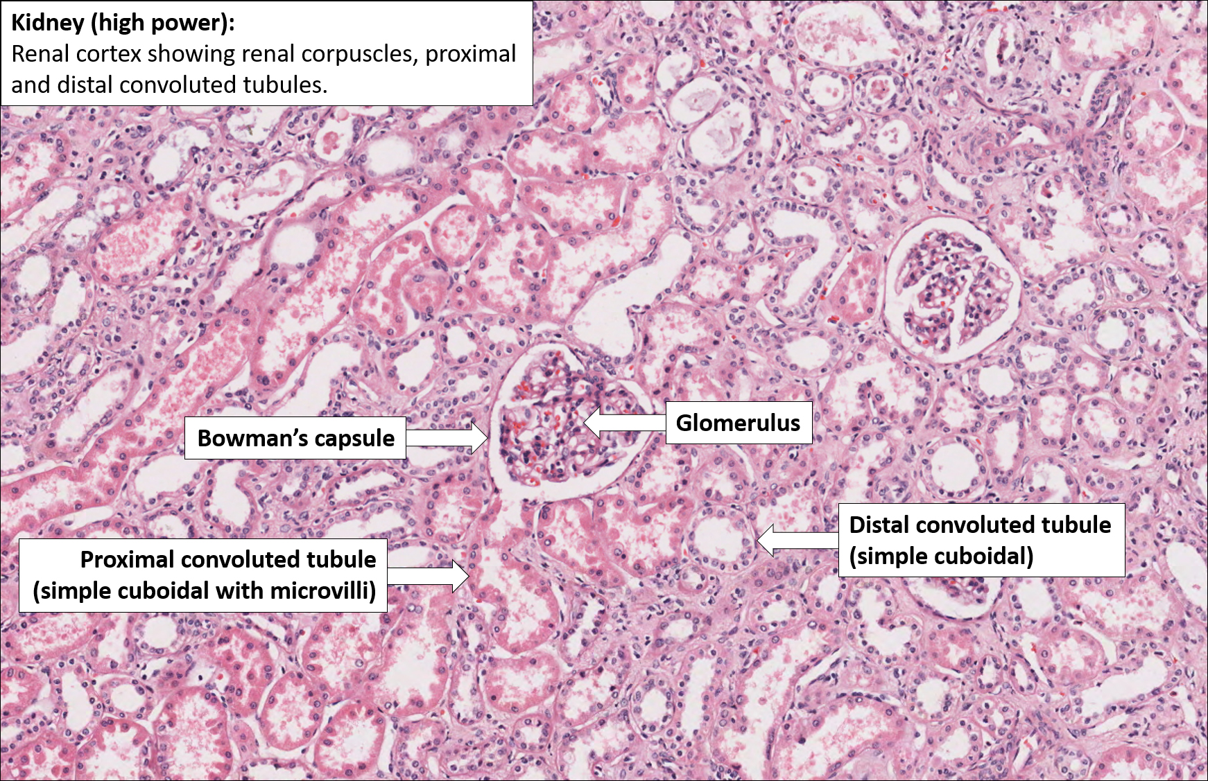Normal Histology Of Kidney