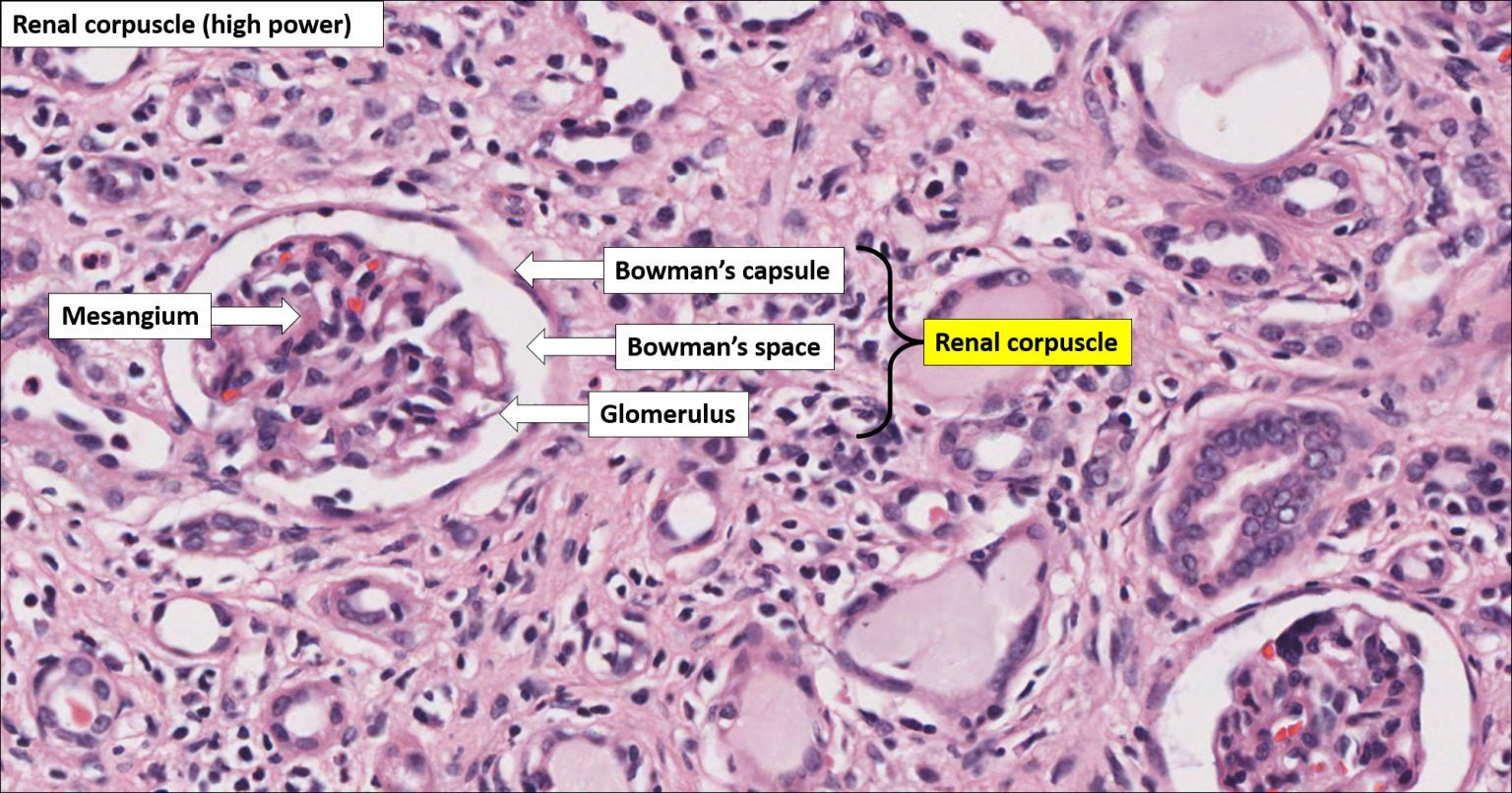Kidney Normal Histology NUS Pathweb NUS Pathweb