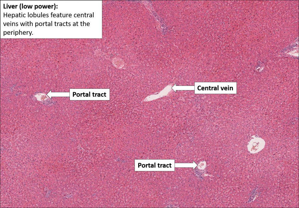 Liver Normal Histology Nus Pathweb Nus Pathweb