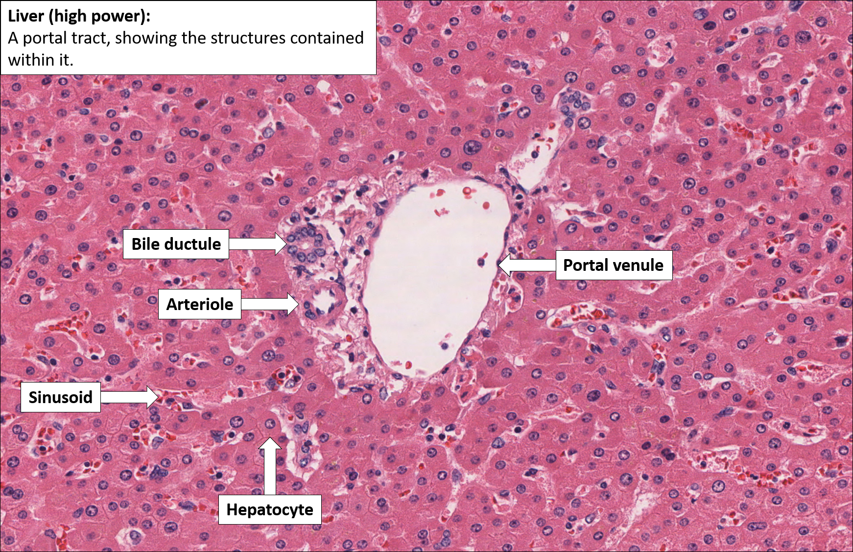 Liver Normal Histology NUS Pathweb NUS Pathweb