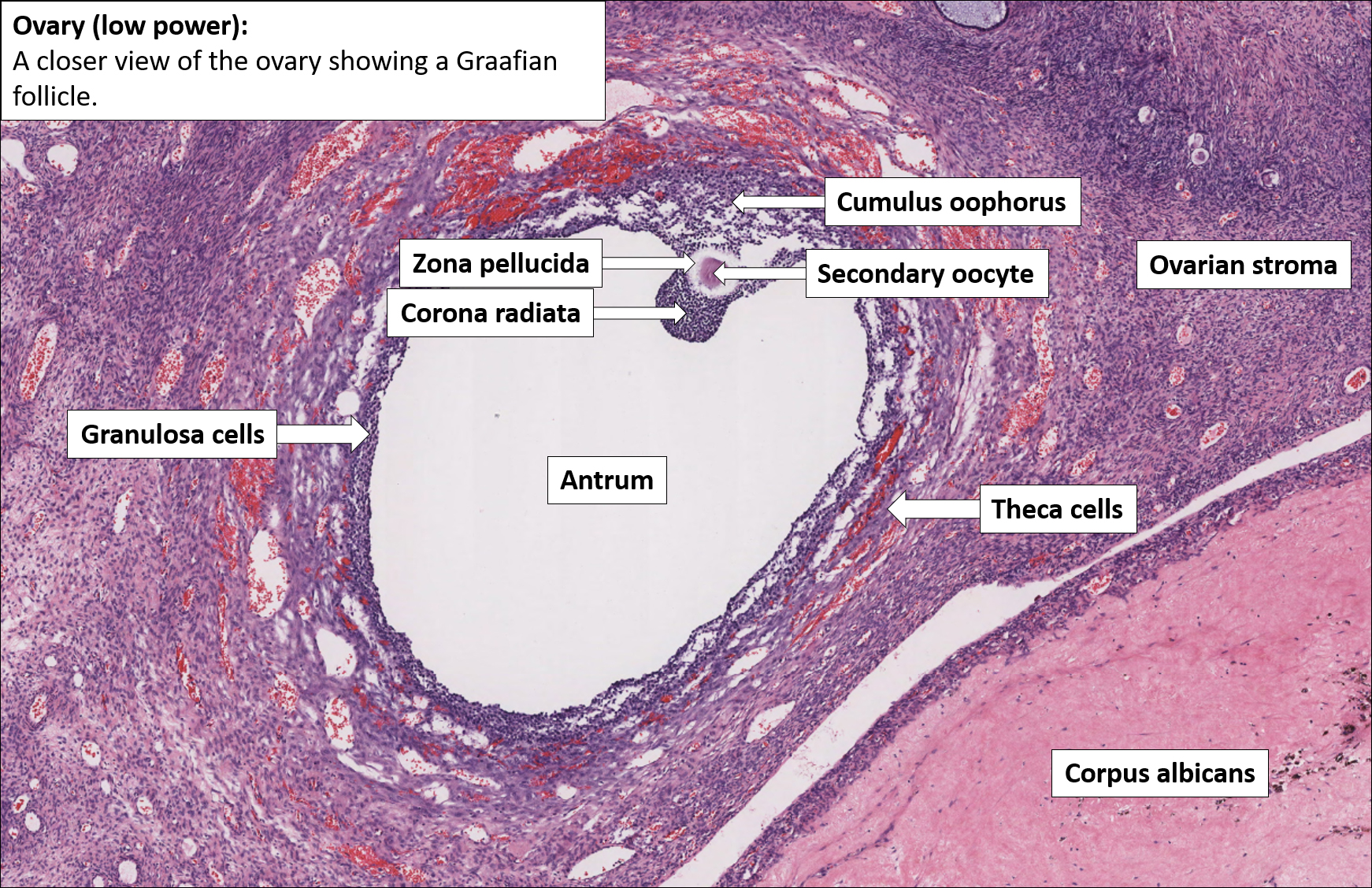 Normal Ovarian Histology