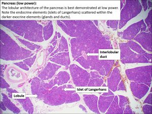 Pancreas – Normal Histology – NUS Pathweb :: NUS Pathweb