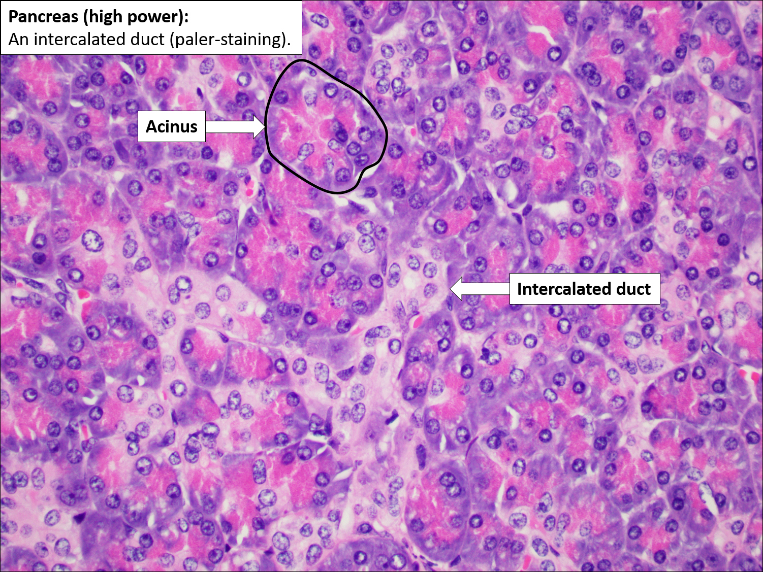 pancreas gland histology labeled