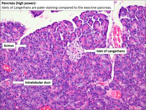 Pancreas – Normal Histology – NUS Pathweb :: NUS Pathweb