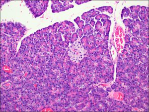 Pancreas – Normal Histology – NUS Pathweb :: NUS Pathweb