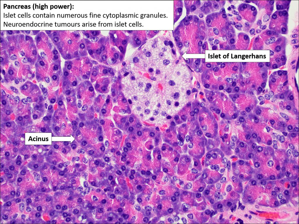 Pancreas – Normal Histology – NUS Pathweb :: NUS Pathweb