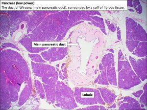 Pancreas – Normal Histology – NUS Pathweb :: NUS Pathweb