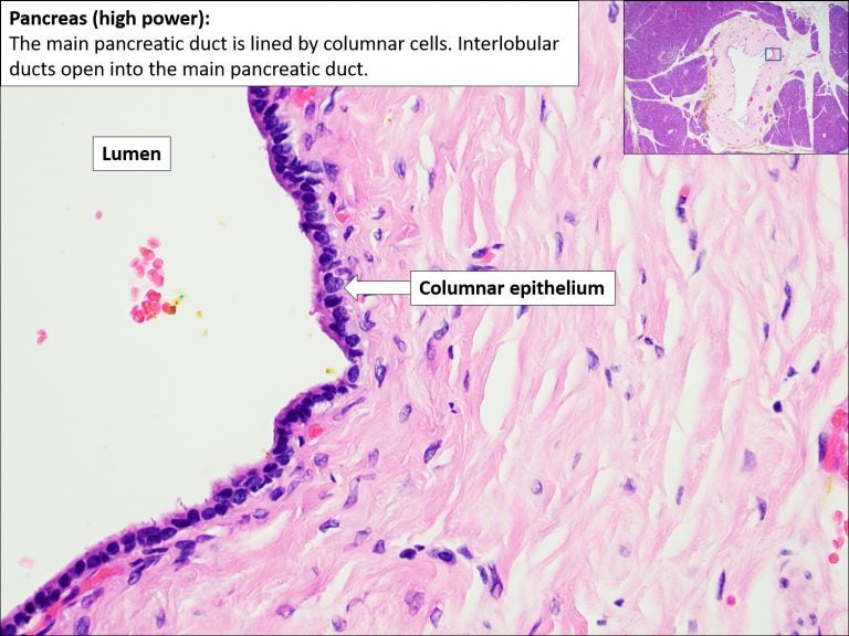 Pancreas – Normal Histology – NUS Pathweb :: NUS Pathweb