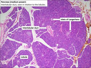 Pancreas – Normal Histology – NUS Pathweb :: NUS Pathweb