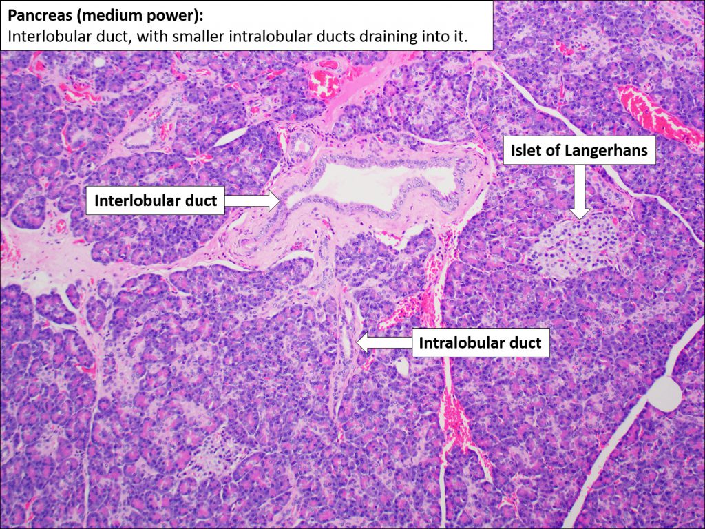 Pancreas – Normal Histology – NUS Pathweb :: NUS Pathweb