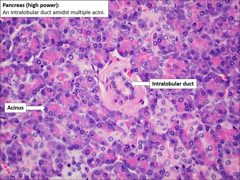 Pancreas – Normal Histology – NUS Pathweb :: NUS Pathweb