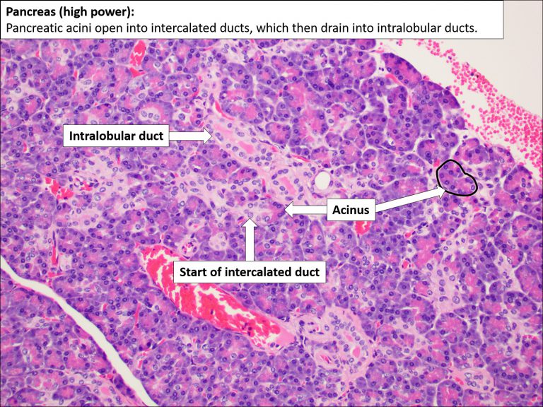Pancreas – Normal Histology – NUS Pathweb :: NUS Pathweb