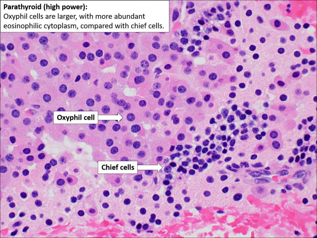 Histology Of Parathyroid Gland