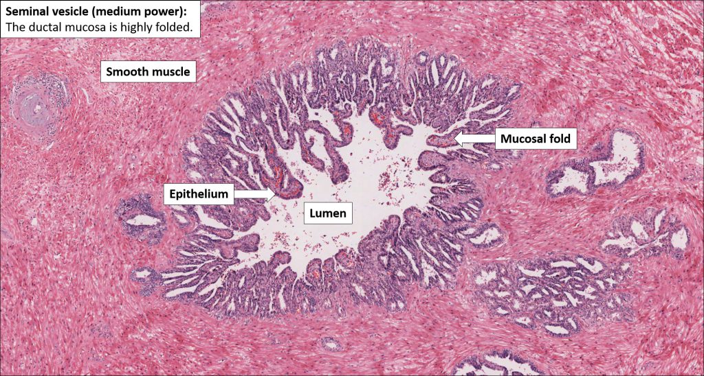 Seminal Vesicle – Normal Histology – NUS Pathweb :: NUS Pathweb