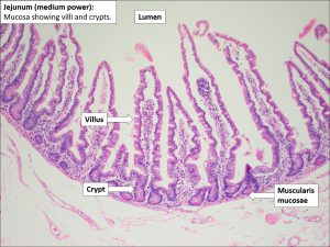 Small bowel – Normal Histology – NUS Pathweb :: NUS Pathweb