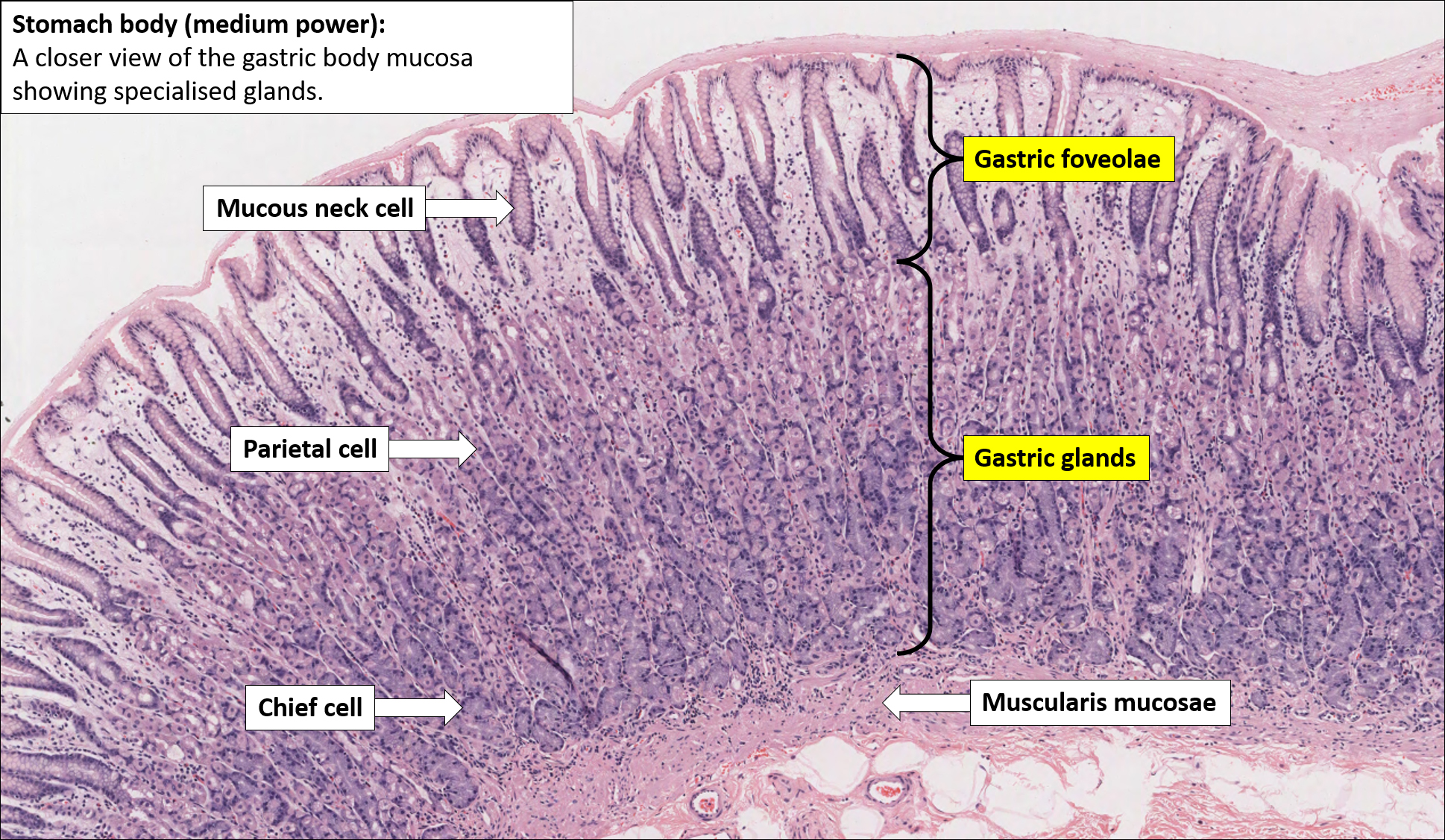 Stomach – Normal Histology – NUS Pathweb