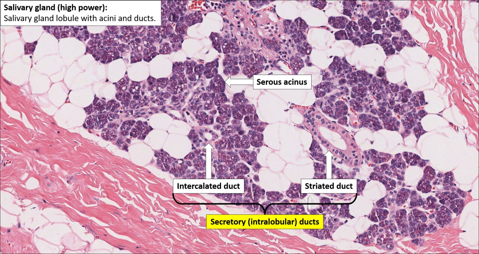 Salivary Gland Normal Histology NUS Pathweb NUS Pathweb