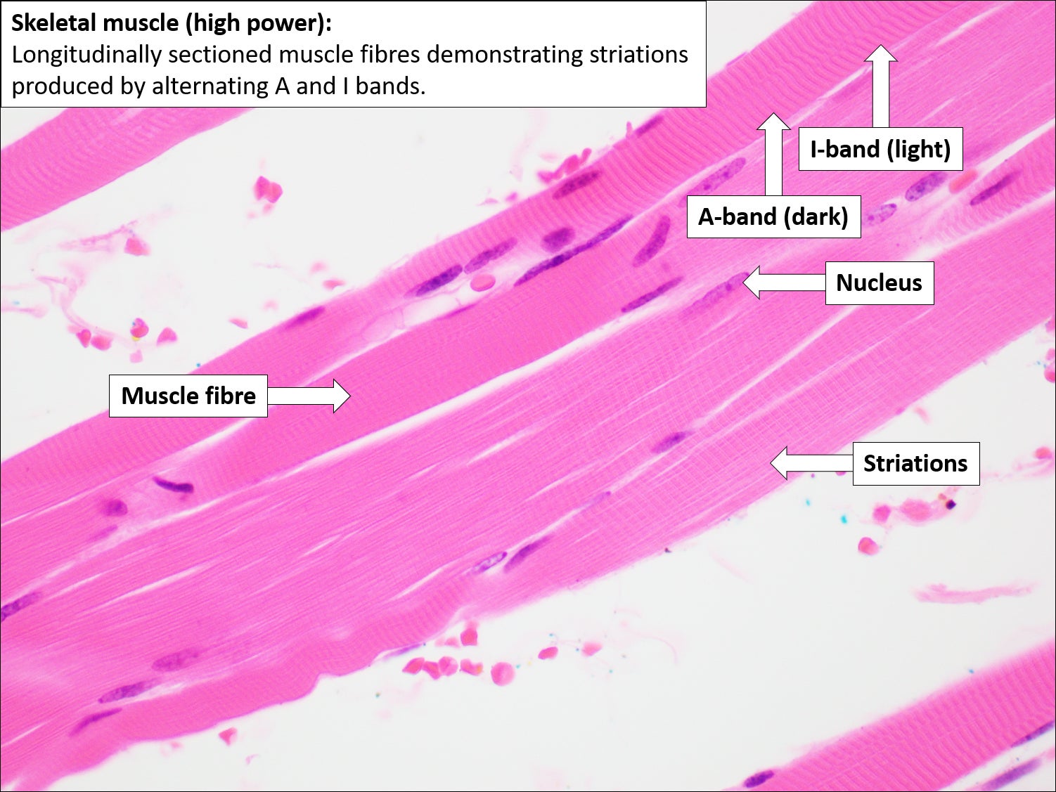 Skeletal Muscle Histology Skeletal Muscle Histology