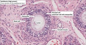 Testis and Epididymis – Normal Histology – NUS Pathweb :: NUS Pathweb