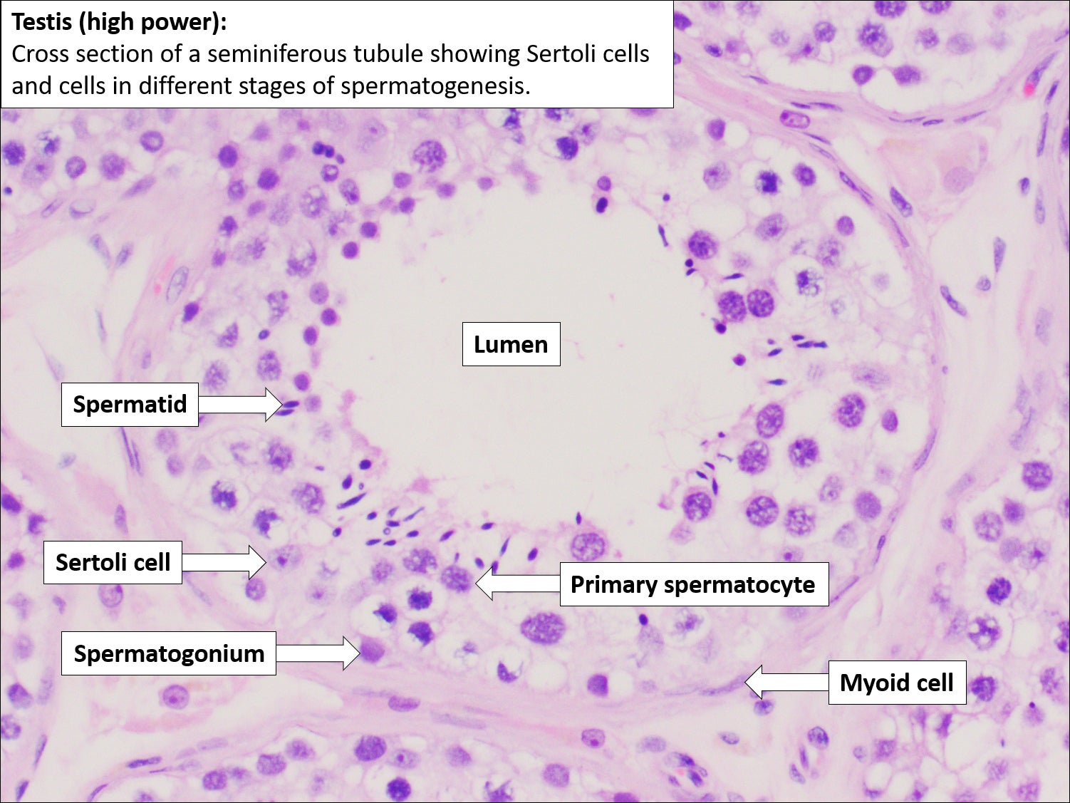 Testes Tissue Slide Testes Tissue Slide