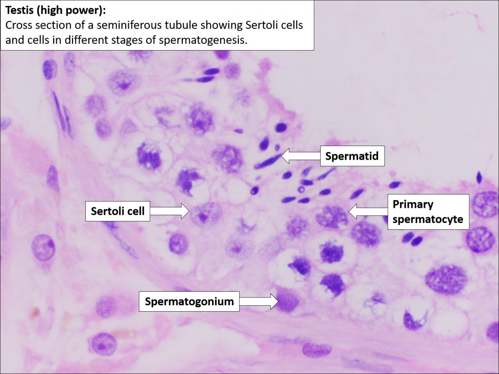 Testis And Epididymis Normal Histology Nus Pathweb Nus Pathweb