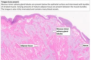 Tongue – Normal Histology – NUS Pathweb :: NUS Pathweb