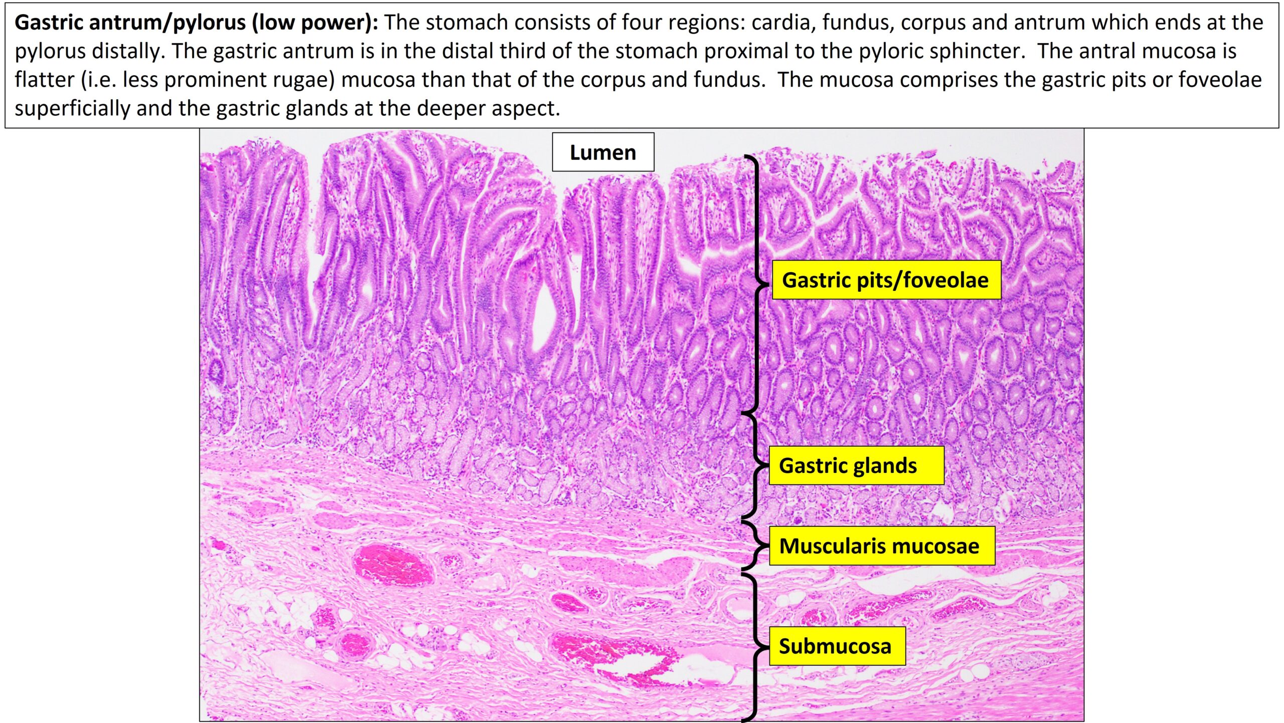 stomach rugae histology