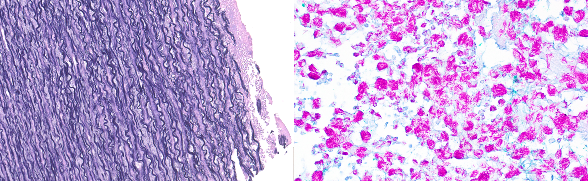 pathlab2