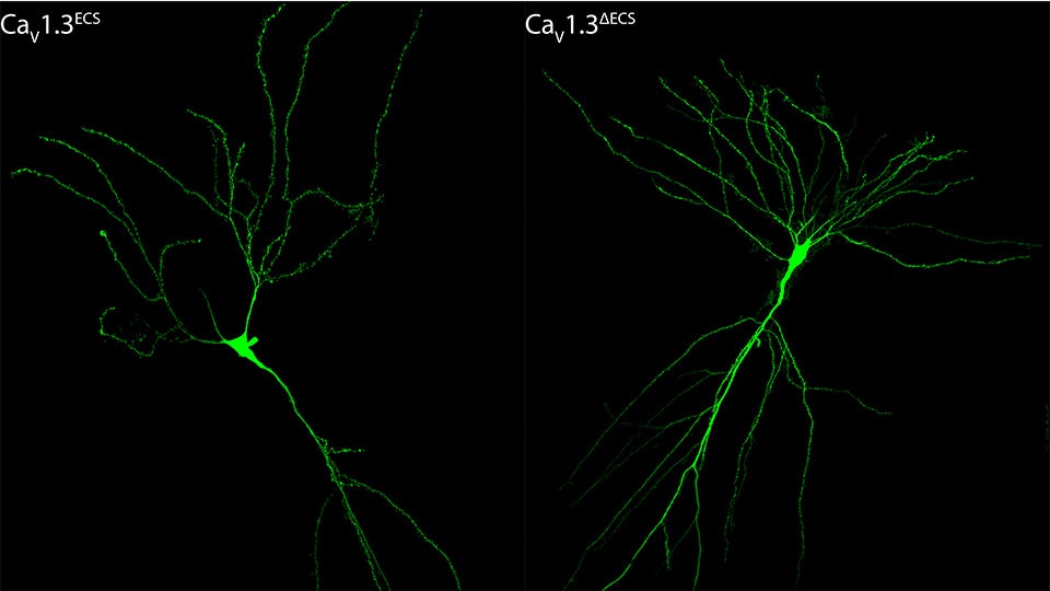 Loss of RNA editing in the Cav1.3 channel to enhance spatial memory comes at a price