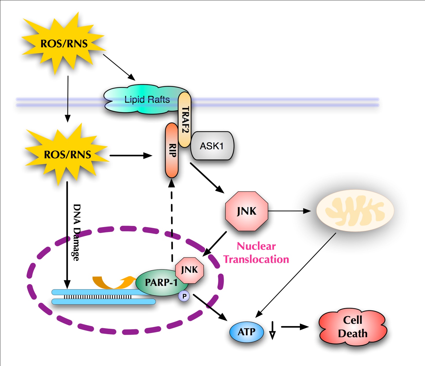Signaling pathways in ROS/RNS-mediated JNK activation and non-apoptotic cell death