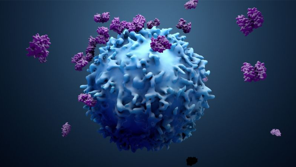 Singapore scientists uncover SARS  CoV 2 specific T cell  