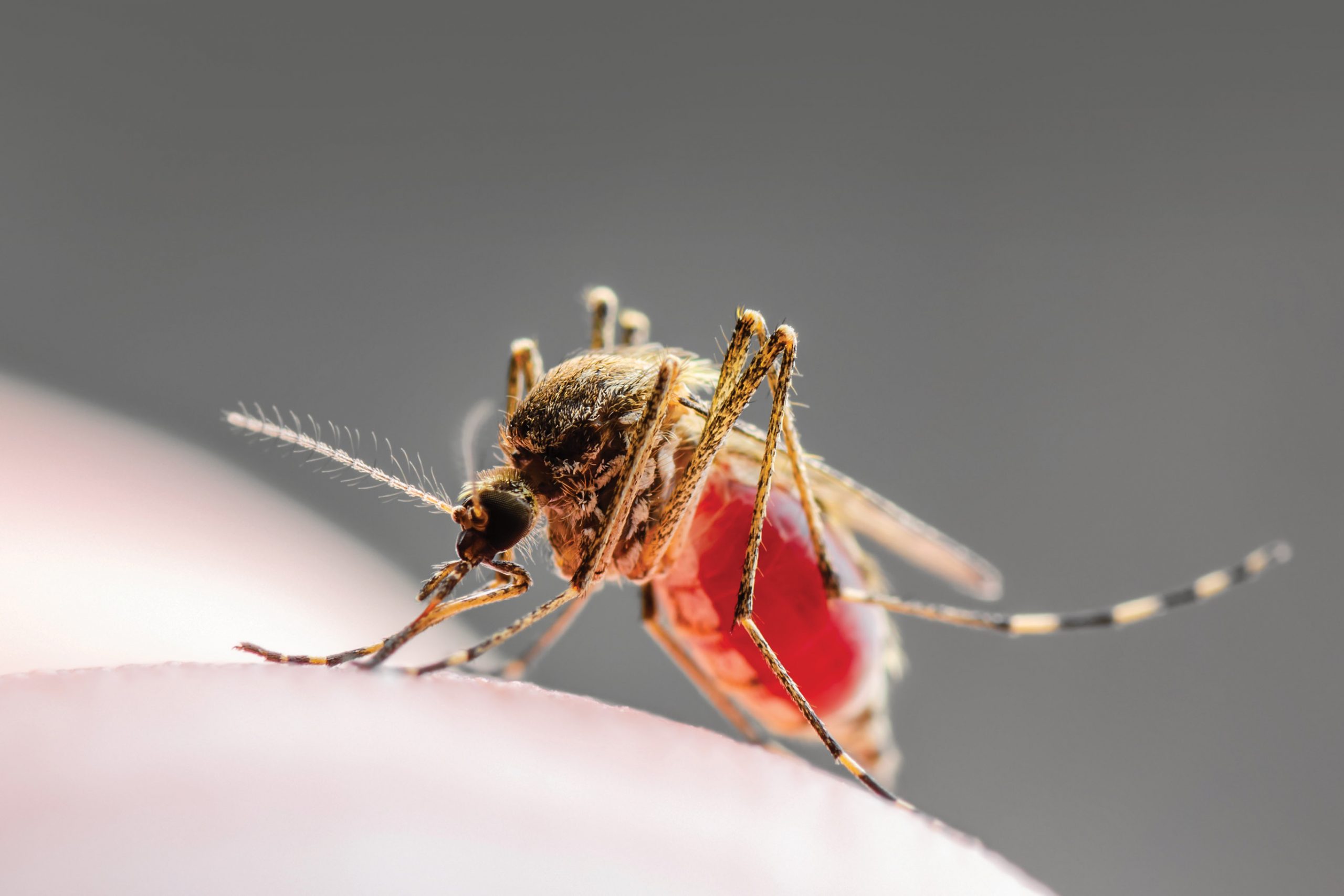 All the Buzz and Bites of Malaria