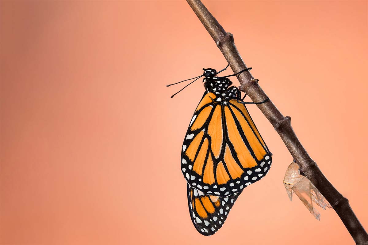 Butterflies, Burnout and the Power of Transformation
