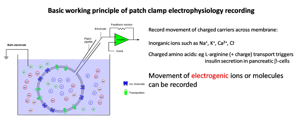 Electrophysiology - NUS Yong Loo Lin School of Medicine