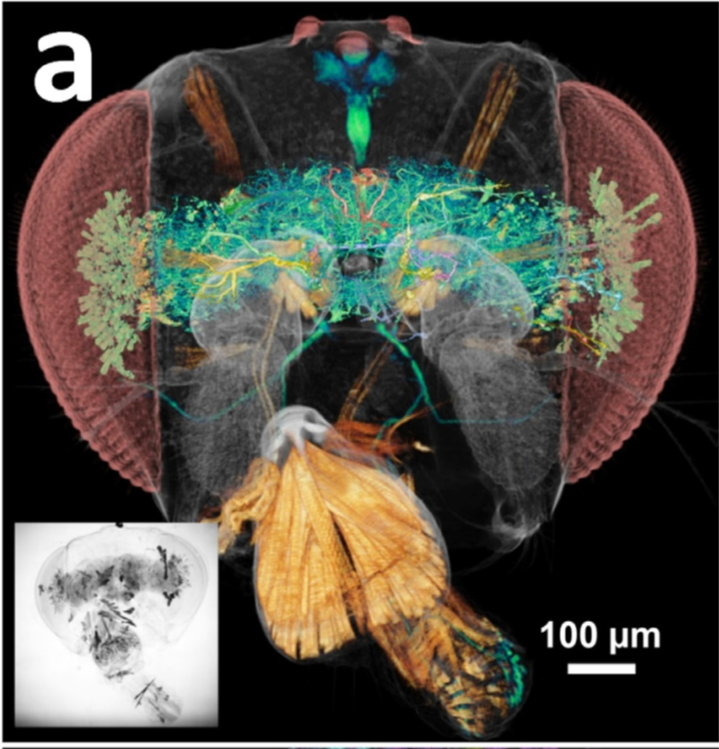 SYNAPSE drosophila brain image