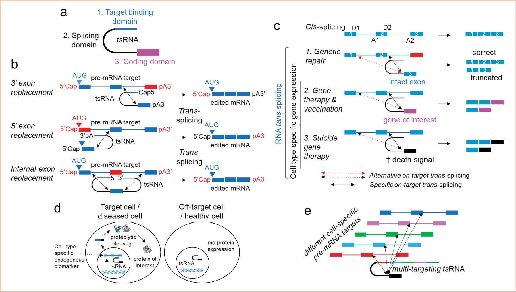 Various trans-splicing RNA diagrams.