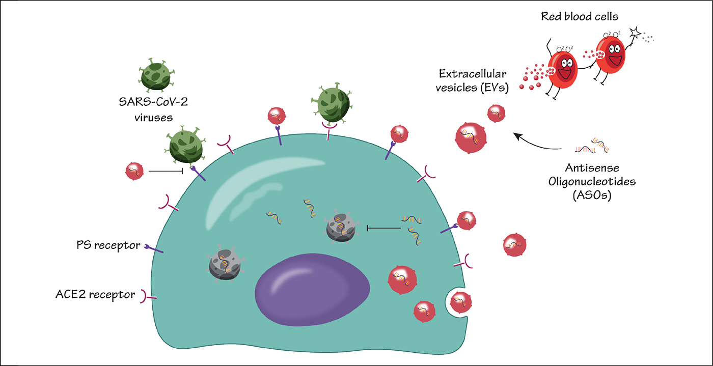 Inhibition of SARS-CoV-2 virus infection by red blood cell extracellular vesicles (RBCEVs). Credit: Trinh Tran.