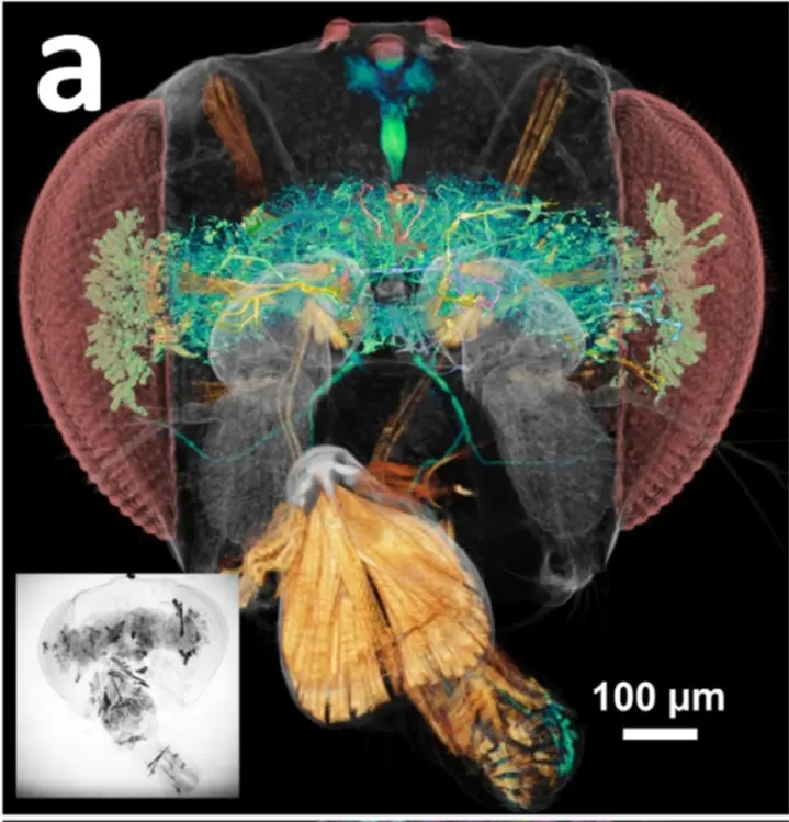 SYNAPSE-drosophila-brain-image