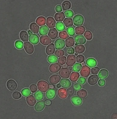 yeast_Dr Heng Yu Chyuan