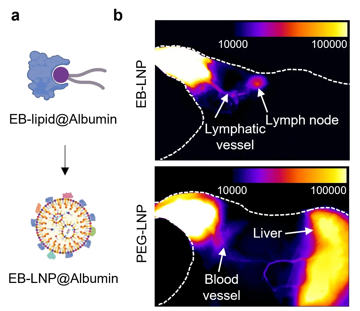 EBLNP comparison to PEGLNP