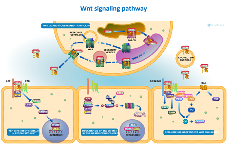 Victor LEE Kwan Min - NUS Pathology